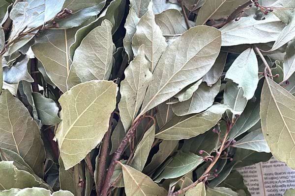 Des feuilles de laurier avec des petites branches