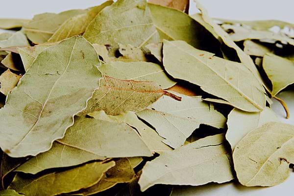 Plusieurs feuilles de laurier éparpillées