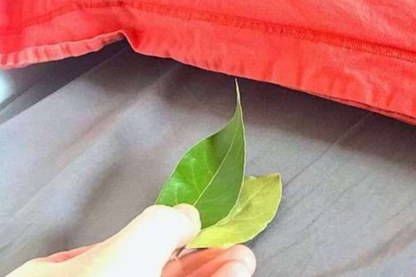 Pourquoi faut-il mettre des feuilles de laurier sous l'oreiller ?