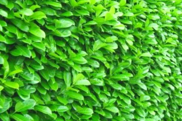 Des feuilles de laurier palme