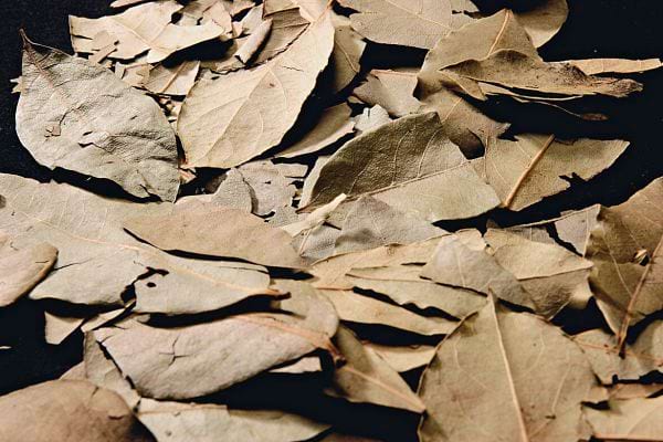 Des feuilles de laurier éparpillées