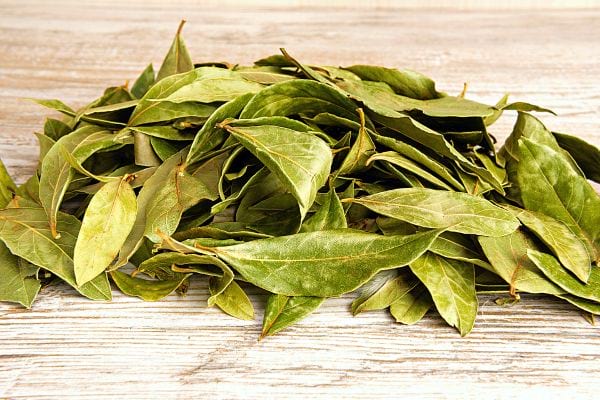 Des feuilles de laurier