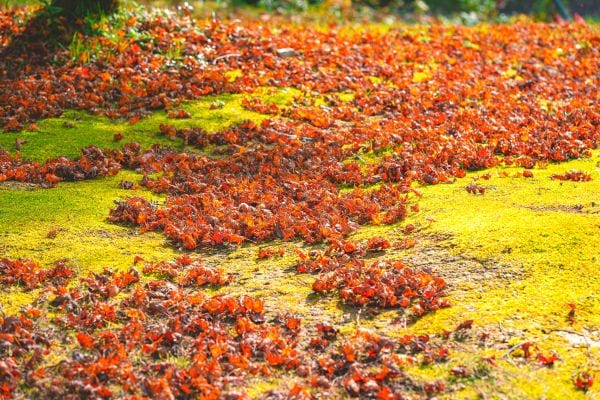 Pleins de feuilles mortes près d'un arbre 