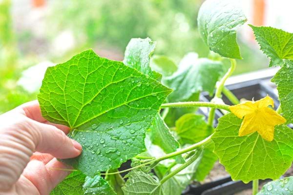 Une personne touchant une feuille verte mouillée 