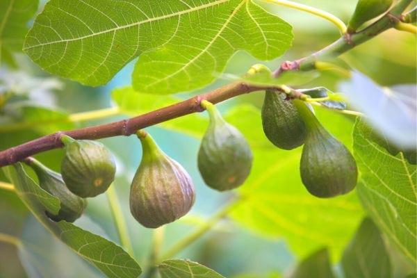Des figues dans un figuier 