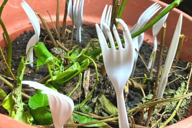 Plusieurs fourchettes en plastique blanc plantées dans la Terre d'un pot de fleurs