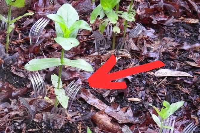 Plusieurs fourchettes en plastique transparent plantées dans la Terre avec une flèche rouge