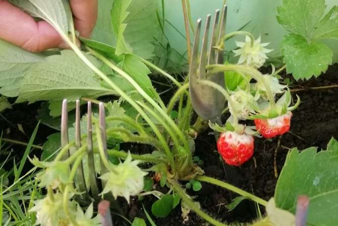 Deux fourchettes qui sont plantées dans la Terre au milieu de plusieurs plantes