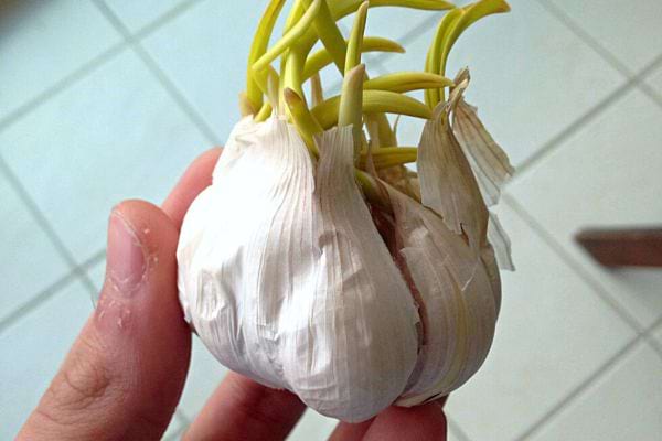 Une personne tenant de l'ail germé 