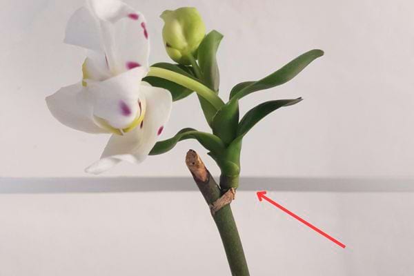 petit rejet d'orchidée qui pousse sur une tige keiki