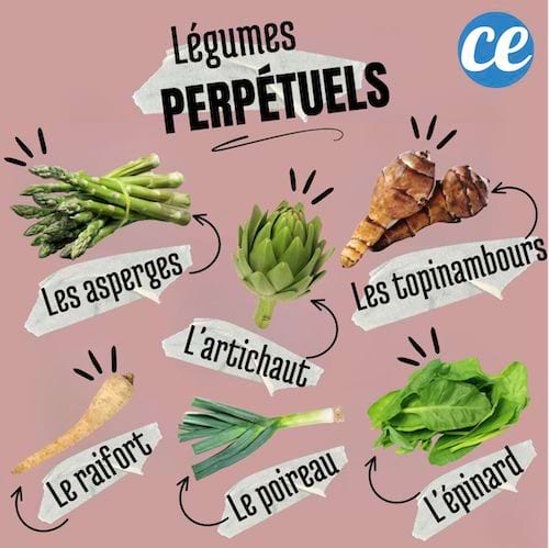 Des légumes perpétuels