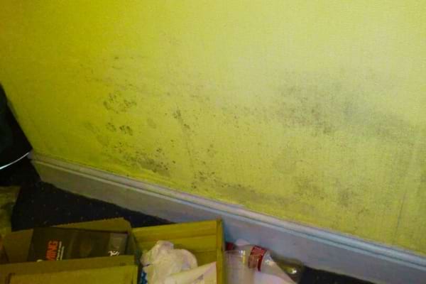 De la moisissure sur un mur derrière un lit dans une chambre