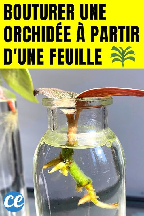 Une bouture d'orchidée pour faire une autre orchidée à partir de feuille