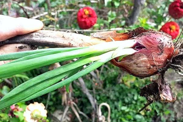 Eine Person hält eine Rocambole-Zwiebel