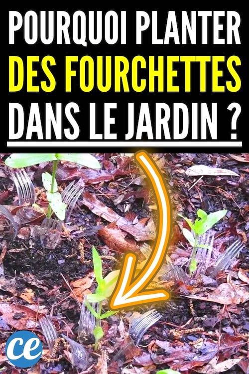 Pourquoi planter des fourchettes dans le jardin ?