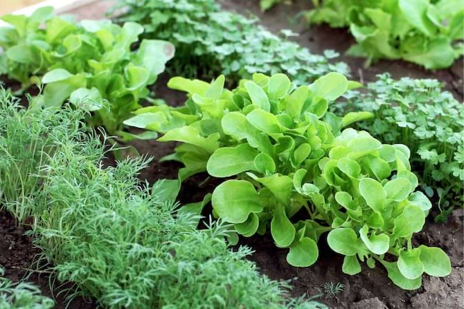 Différentes plantes dans un jardin