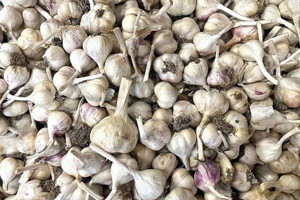 Plusieurs ails les uns sur les autres 