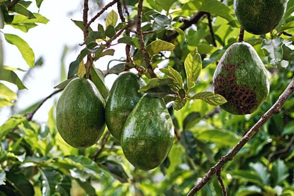 Plusieurs avocats encore dans l'avocatier