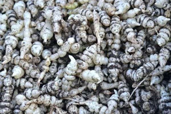 Mehrere Crosnes mit der Erde darauf