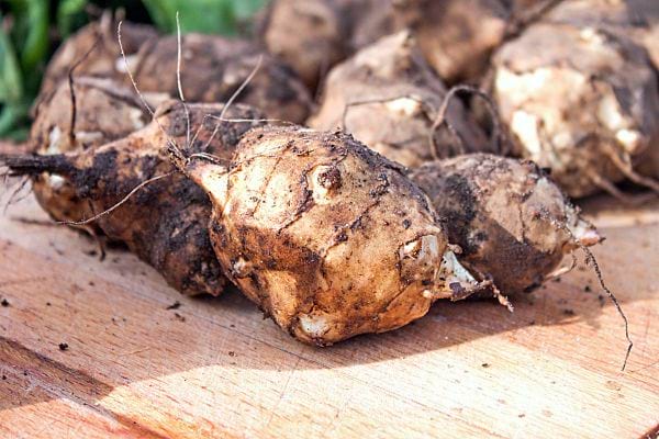 Mehrere Stücke Topinambur mit Erde darauf