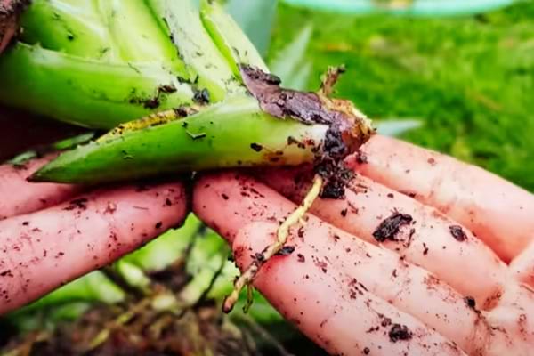 rejet d'aloe vera avec une racine