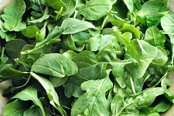 Mehrjähriger Rucola