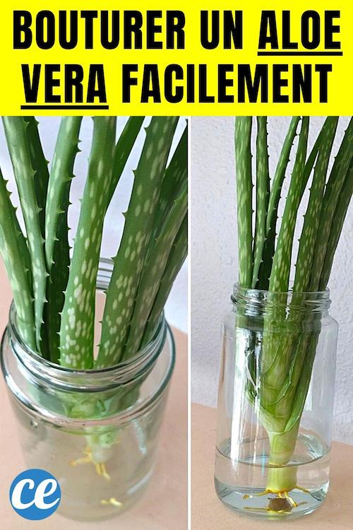 Comment Bouturer un Aloe Vera Facilement.