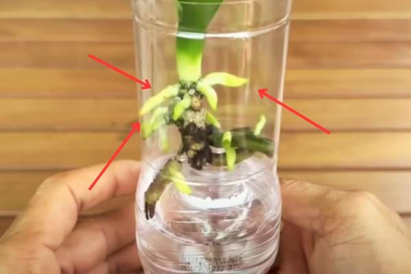 jeunes racines sur une feuille d'orchidée