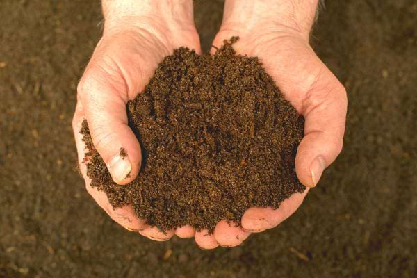 Une personne ayant de la Terre dans ses mains 