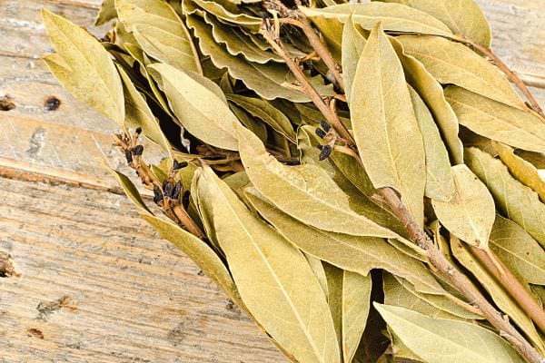 Une tige de feuilles de laurier