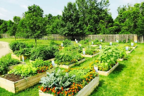 Un potager collectif à cultiver pour manger gratuitement