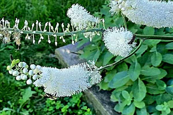Plusieurs actée à grappes noires