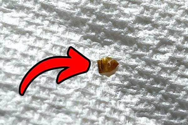 Une carapace de punaise de lit sur une surface blanche 