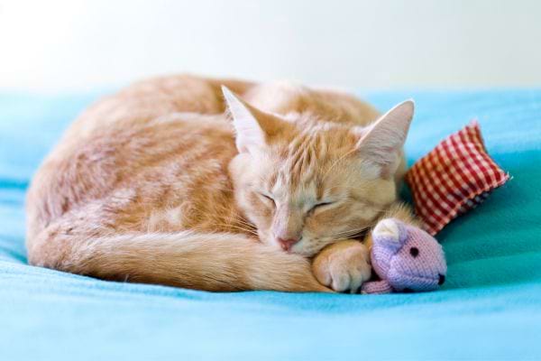 Un chat beige qui dort en boule sur une surface bleue