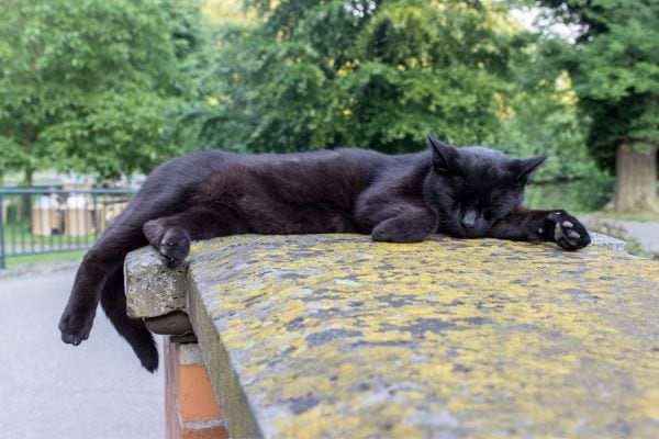 Un chat noir qui dort