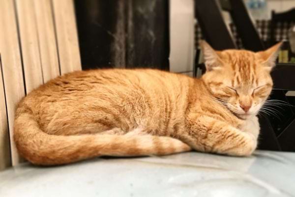 Un chat beige qui dort avec ses pattes repliées sous lui