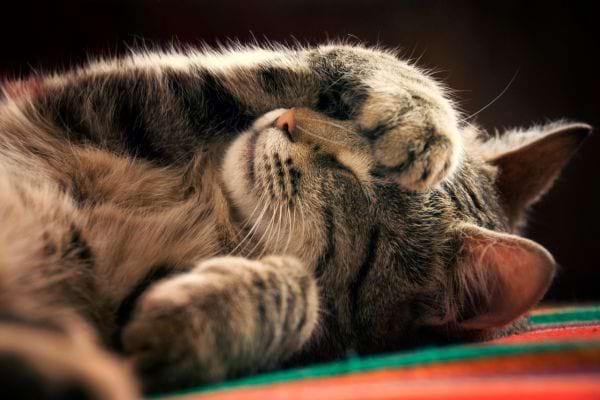 Un chat gris qui dort avec une patte sur sa tête