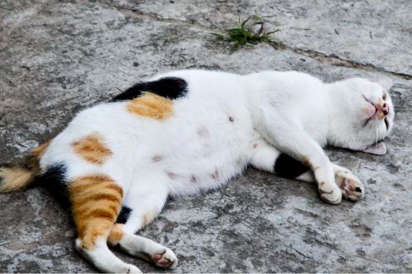 Un chat blanc avec des tâches qui dort sur le côté