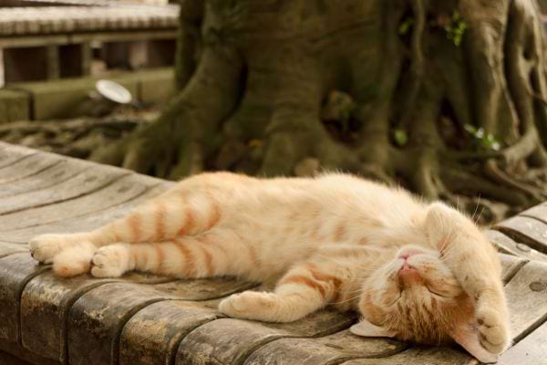 Un chat roux qui dort sur le dos avec la patte sur sa tête