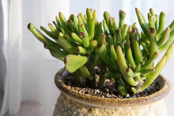 La crassula ovata en intérieur