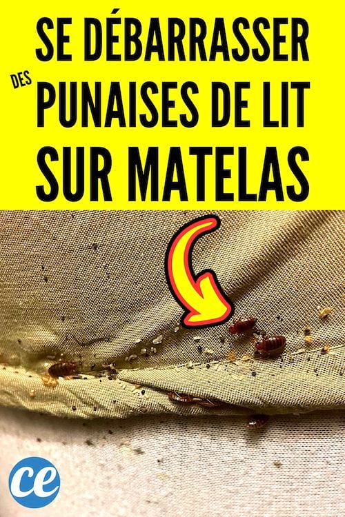 Se débarrasser des punaises de lit sur matelas