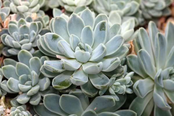 Plusieurs echeveria d'intérieur