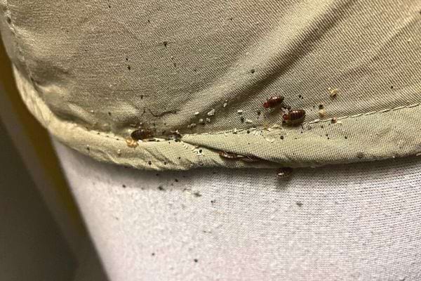 Plusieurs punaises de lit sur un drap vert et un matelas