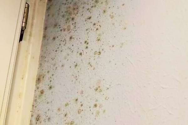 De la moisissure sur un mur de chambre près d'une porte