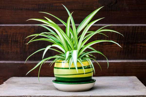 Le chlorophytum en intérieur