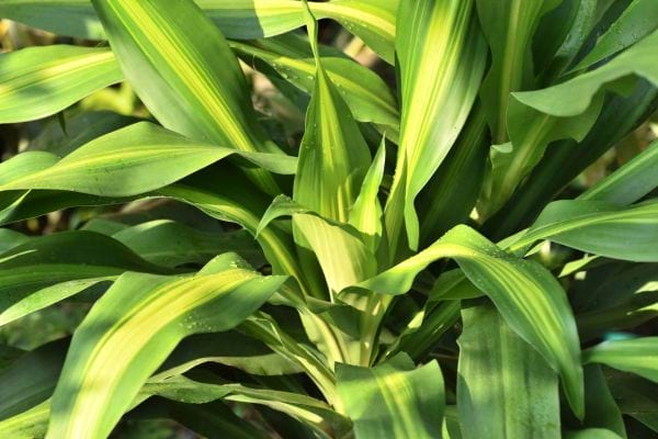 Le dracaena en intérieur