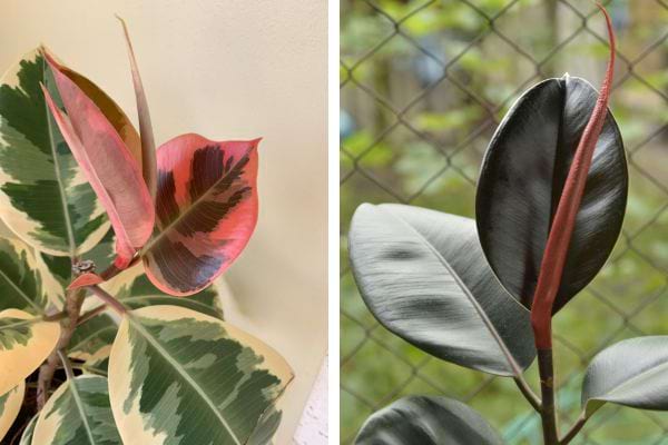 Deux ficus elastica
