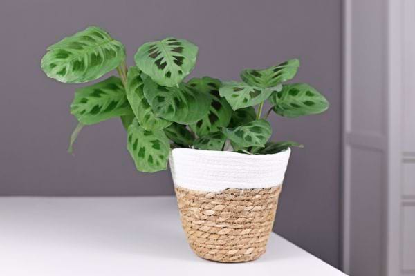 La maranta en intérieur