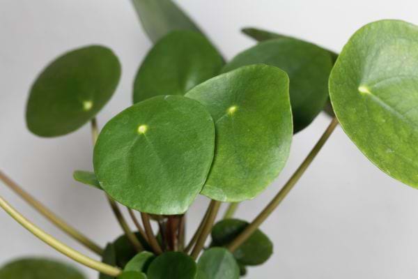 Le pilea en intérieur