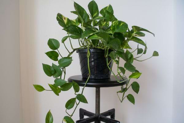 Le pothos en intérieur